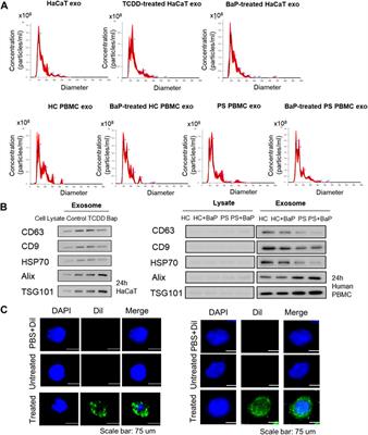 Exosomes released by environmental pollutant-stimulated Keratinocytes/PBMCs can trigger psoriatic inflammation in recipient cells via the AhR signaling pathway